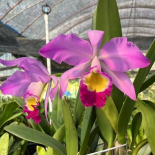 卡特兰洋兰红爱多 C. eldorado 'M. Ito' BM/JOS 大花卡特