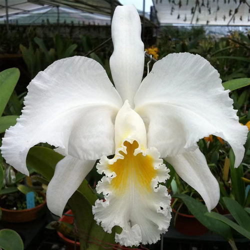 卡特兰原卡白莫西C. mossiae alba 'Nagano' 长崎室内花卉洋兰花