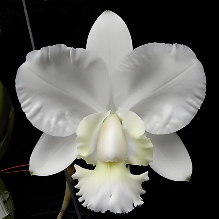 卡特兰原卡纯白C. dolosa alba 'Gorgeous' AM/AOS 朵乐莎洋兰花