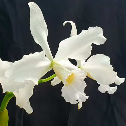 卡特兰原卡C L.purpurata var. xsib白婆婆室内办公室花卉洋兰花