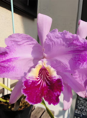 卡特兰原卡Luddmanniana fma flamea x sib('ken x k,s')火焰路德