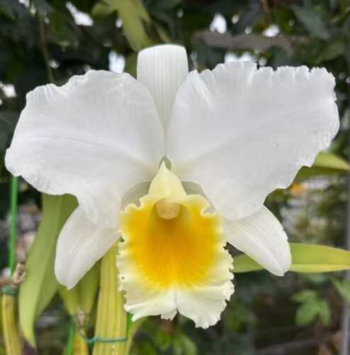 卡特兰确定花色白特里Cattleya trianaei fma. alba 'Gold'黄唇