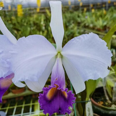 卡特兰原卡特里 C. trianae coerulea 'Vigour Azul'眼斑室内洋兰