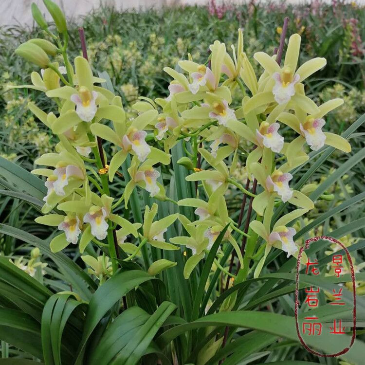 惠兰兰花大花蕙兰室内庭院带花剑绿植原盆连体今年开花苗虎头兰室