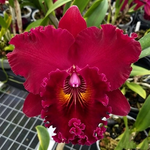 卡特兰红天母Rlc. Shinfong Unique'Red Tian Mu'确定花色洋兰花