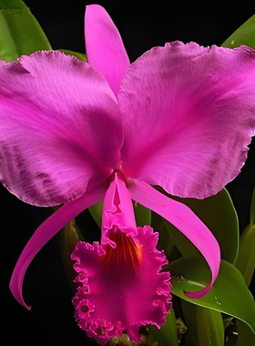 卡特兰牛血特里Cattleya trianae 'Sangre de Toro'室内盆栽洋兰