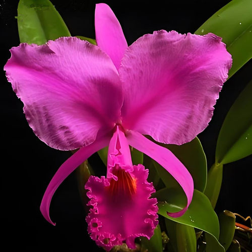 卡特兰牛血特里Cattleya trianae 'Sangre de Toro'室内盆栽洋兰