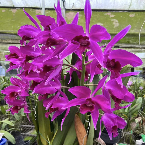 卡特兰原卡牛血红C. purpurata f. sanguinea rubra 室内洋兰花卉
