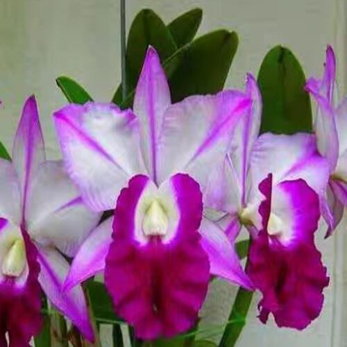 龙岩丽景兰业卡特兰好养