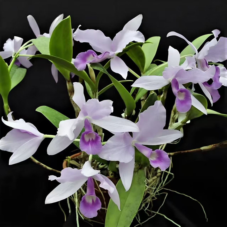 卡特兰原卡C.skinner var coerulea"My Blue Heaven"蓝天堂洋兰花