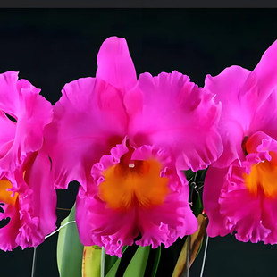 卡特兰RIc. Pink Empress ‘Bright Sun'日盛室内办公室花卉洋兰