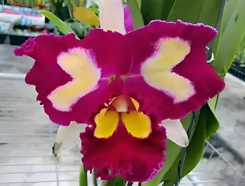 卡特兰确定花色Blc.Chinese Beauty 'Phoenix'火凤凰室内洋兰花卉