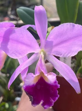 卡特兰原卡粉色杰玛尼确定花色C.jenmanii 室内大厅庭院洋兰花卉