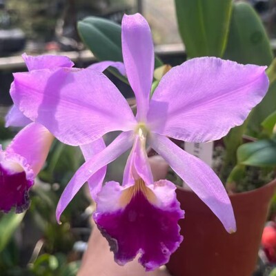 卡特兰原卡粉色杰玛尼确定花色C.jenmanii 室内大厅庭院洋兰花卉