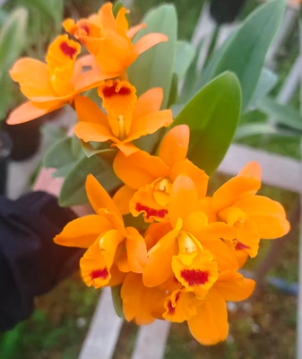 卡特兰确定花色Rth. Vigour Star‘Golden Cluster’串串金洋兰花