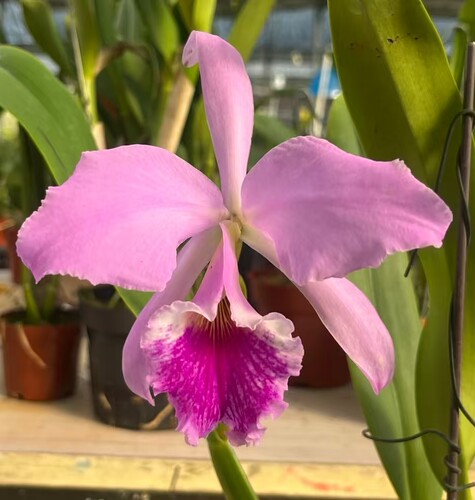 卡特兰原卡深粉拉比C. labiata fma. rubra × sib实生苗室内洋兰