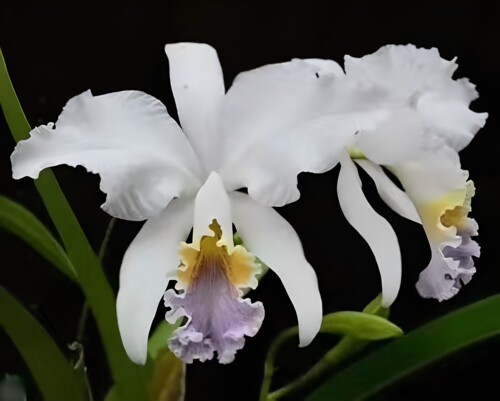 卡特兰原卡蓝莫西C. mossiae fma. coerulea 'A1680'x self实生苗