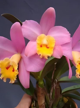 卡特兰 C. Cryatelle Smith 'N.R' 史密斯小植株室内桌面花洋兰花