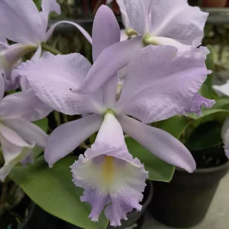 卡特兰确定花色费拉斯的骄傲C. Sea Breeze AM/AOS室内办公室洋兰图片