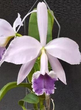 卡特兰原卡C. labiata fma. coerulea 'Bule Cnight' 蓝骑士洋兰