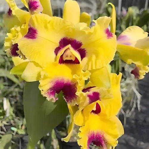 卡特兰范达西 Rlc. Hsinying Fantasy 复色中多花洋兰室内办公室
