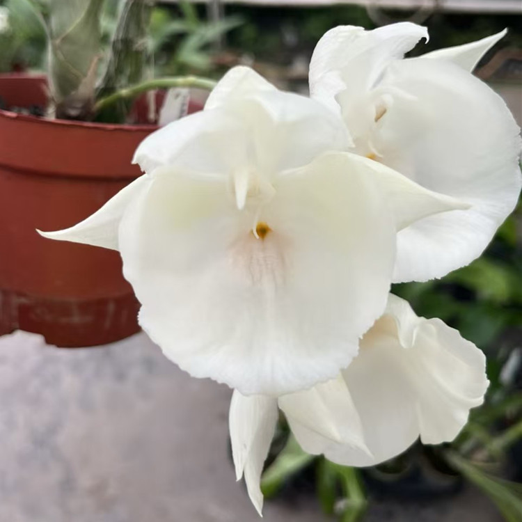 瓢唇兰确定花色Catasetum pileatumalba白圆盘室内办公室花卉盆栽