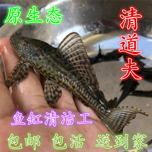包邮热清道夫鱼活体垃圾鱼清洁工观赏淡水鱼热带鱼免邮鱼缸女皇