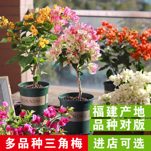 三角梅盆栽四季开花原土带花