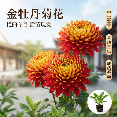 国华金牡丹大菊花苗多年生宿根花卉阳台卧室庭院盆景四季开花