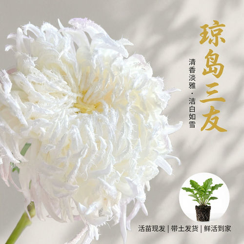 【国华琼岛三友】大菊花苗独本菊花苗瑞云殿国华大菊系列狮子头菊