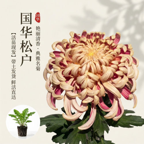 【国华松户】大菊花苗独本菊花苗瑞云殿国华大菊系列狮子头菊