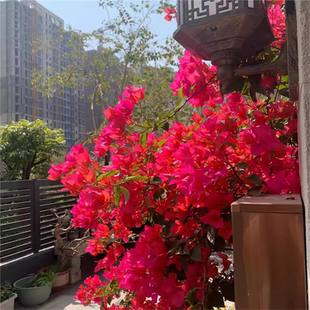 同安红三角梅盆栽四季开花树苗爬藤重瓣带原土漳红樱庭院勤花阳台