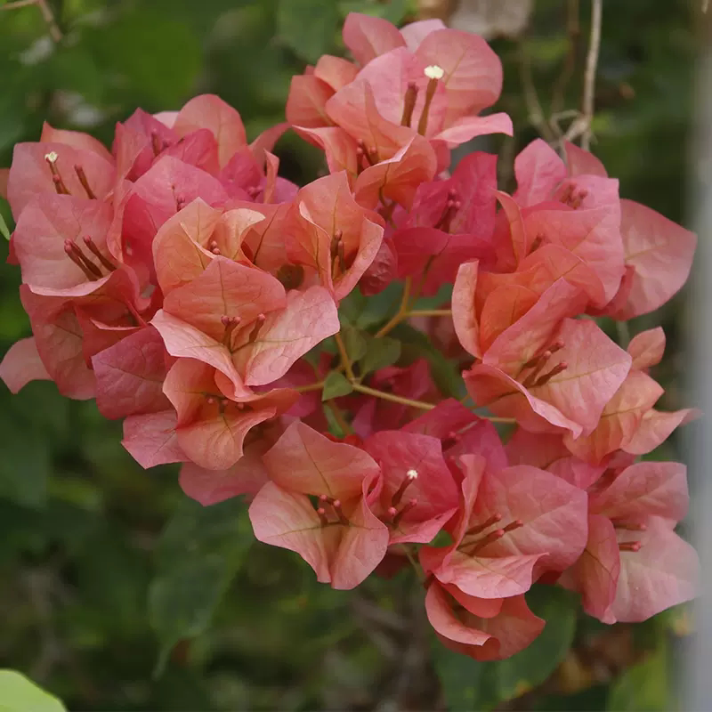 日落三角梅盆栽四季开花树苗爬藤重瓣带原土漳红樱庭院勤花