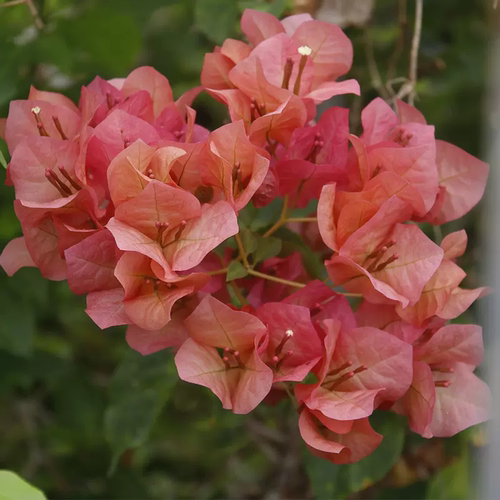 日落三角梅盆栽四季开花树苗爬藤重瓣带原土漳红樱庭院勤花