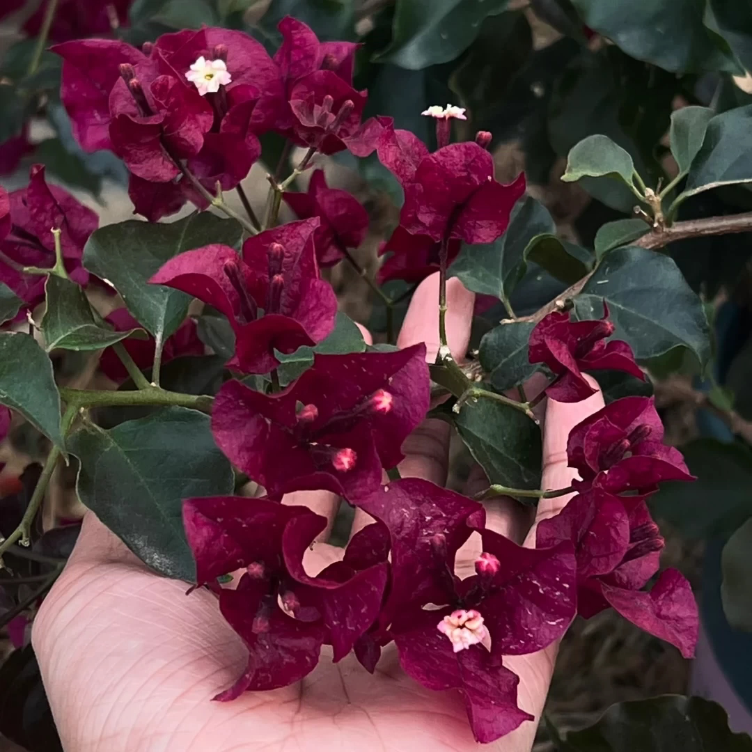 黑暗行者三角梅盆栽四季开花树苗爬藤重瓣带原土黑玫瑰庭院勤花