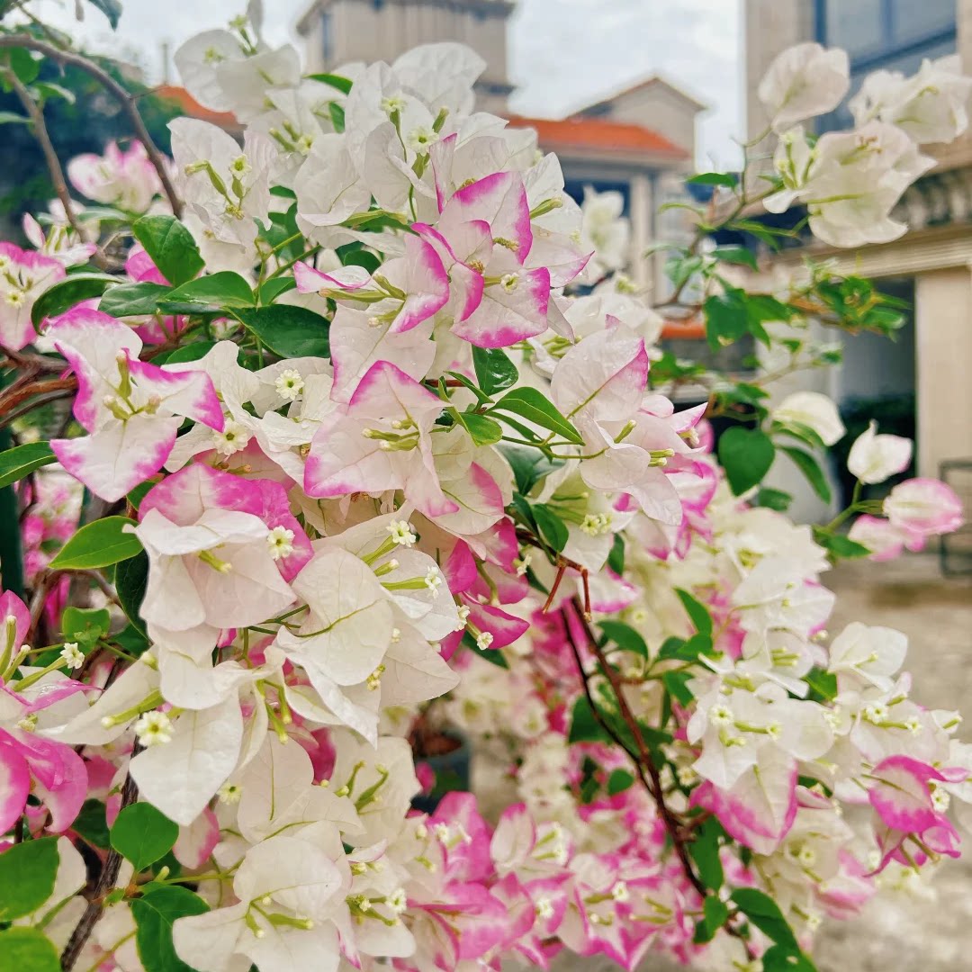 口红三角梅盆栽四季开花树苗爬藤重瓣带原土漳红樱庭院勤花阳台