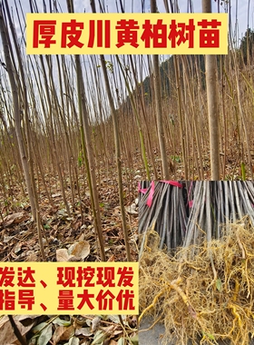 正宗厚皮川黄柏树苗子批发四川现挖中药材药用黄柏苗可剥皮直供