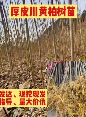 四川黄柏苗批发厚皮黄柏树苗新鲜