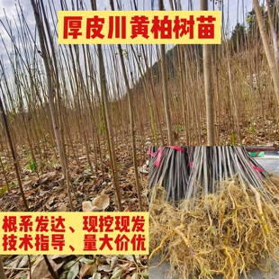 正宗厚皮川黄柏树苗批发四川黄柏树苗中药材黄柏种苗小苗树苗大全