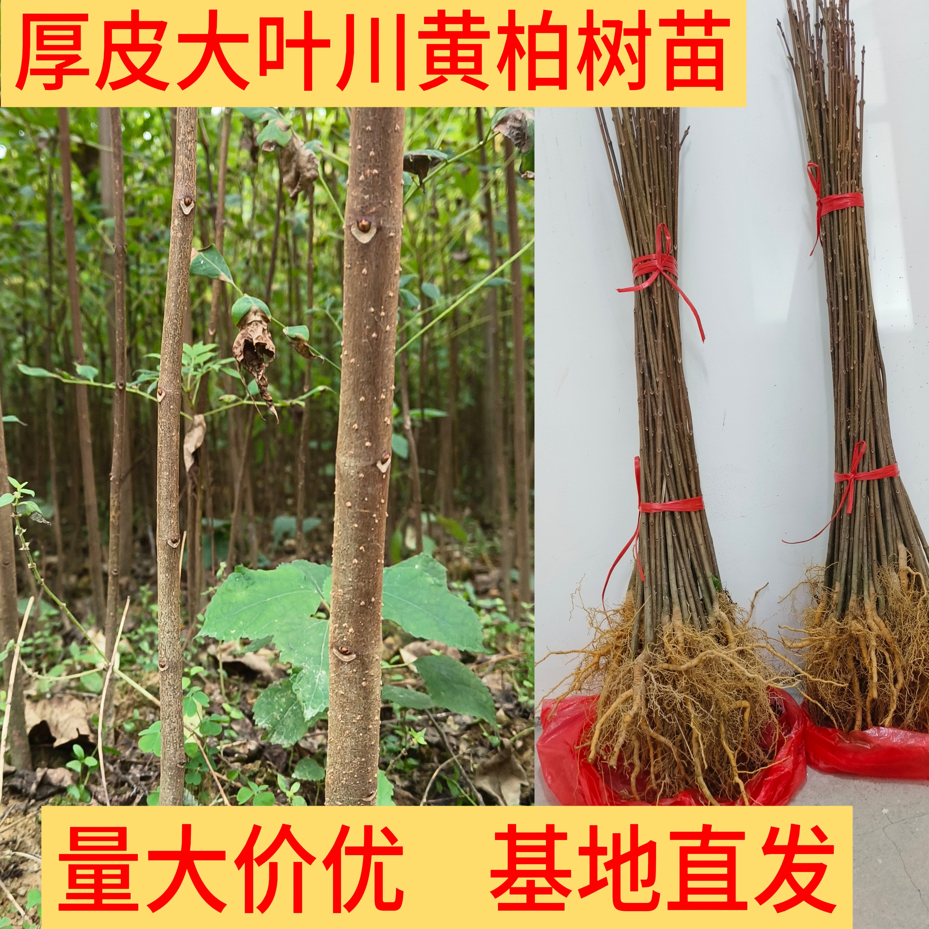 川黄柏厚皮树苗黄柏树苗子批发药