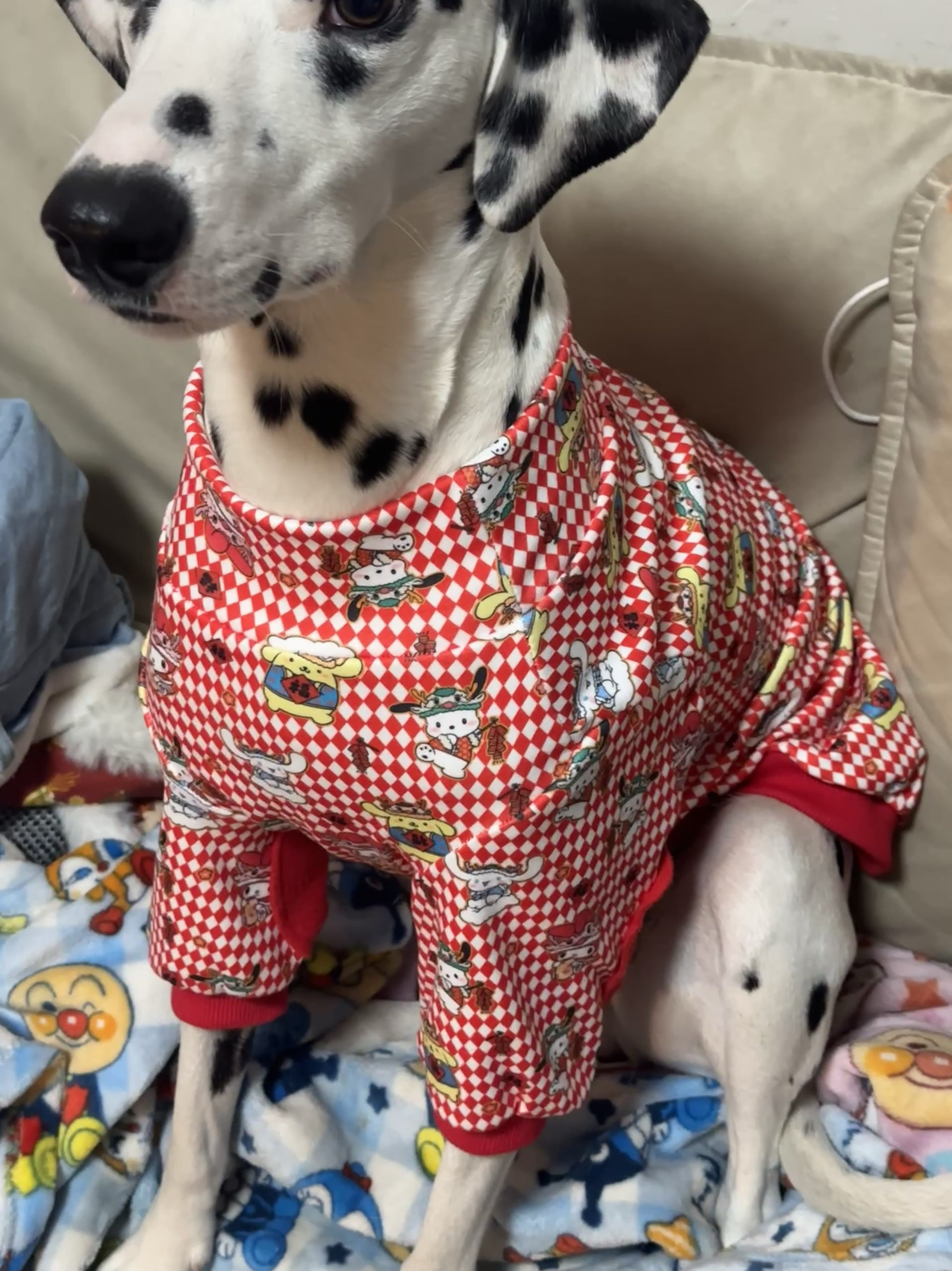宠物新年拜年中大型犬衣服两脚纯棉拉架弹力护肘衣萨摩耶边牧金毛图片