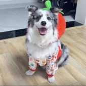 秋冬纯棉磨毛针织全背长两脚防肘部磨损保护关节萨摩耶金毛衣服