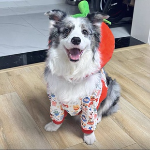 秋冬纯棉磨毛针织全背长两脚防肘部磨损保护关节萨摩耶金毛衣服