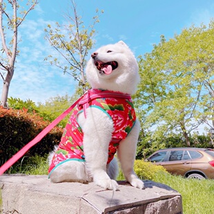 宠物狗狗衣服中大型犬高弹力东北大花过年喜庆夏薄款萨摩耶背心