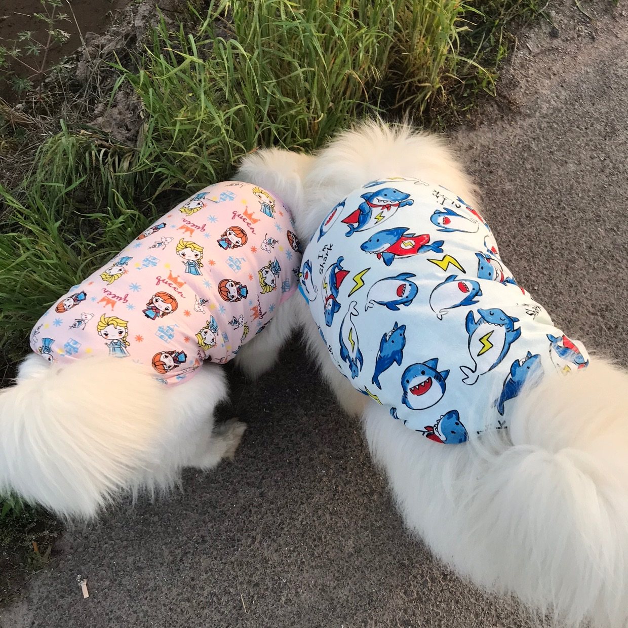 防晒网眼透气舒适剃毛中大型犬图片