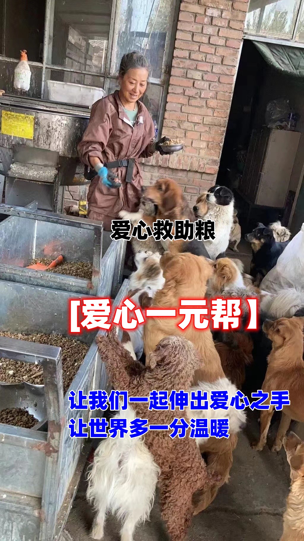 狗粮云投喂——爱心一元捐帮助流浪狗筹备御寒用品过寒冬