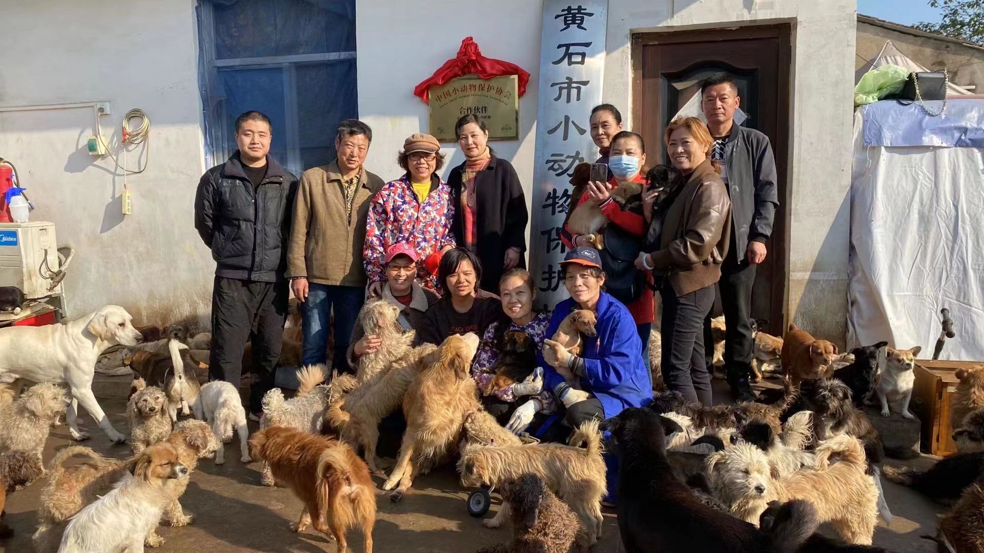 爱心狗粮直达基地小院帮助这些流浪狗有一个遮风避雨温饱的地方