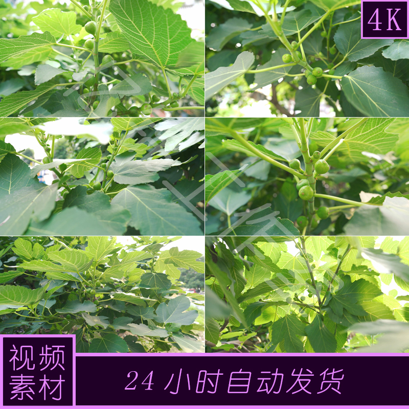 4k原创无花果视频素材
