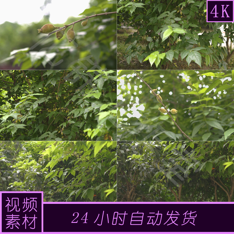 4k原创腊梅果植物视频素材