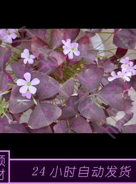 4K原创紫色酢浆草绿色种植花朵植物实拍视频素材